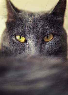 Yellow eyes cat