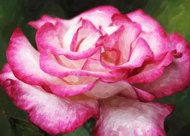 Lovely rose aquarel