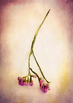 Vintage Color Photograph of an abandoned purple flower