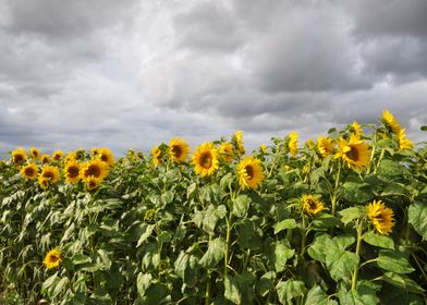 Sunflower field