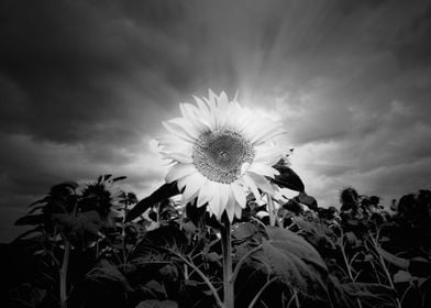Black and white sunflower