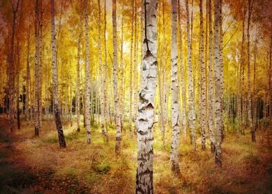 Autumn birch