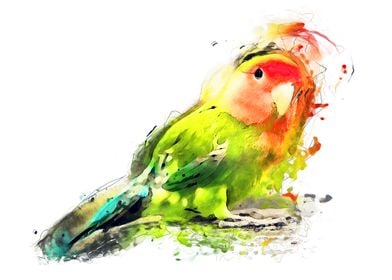 Lovebird