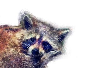 Raccoon