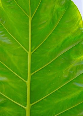 Tropical Leaf Abstract