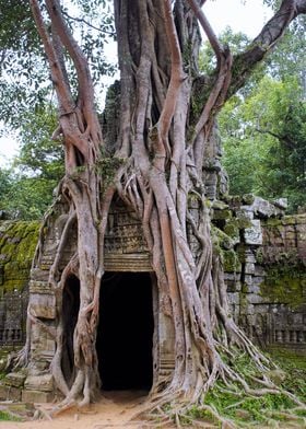 Angkor Temple Ta Prohm Siem Reap Cambodia