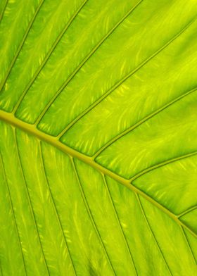 Tropical Leaf Vein Abstract