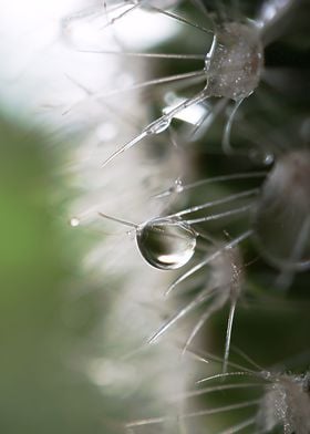 Cacti Droplet Macro