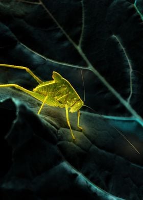 Glowing Insect