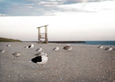 Sea gulls relax on a sandy beach near the ocean at suns ... 