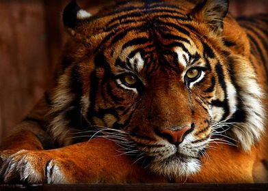 HD Tiger Close Up