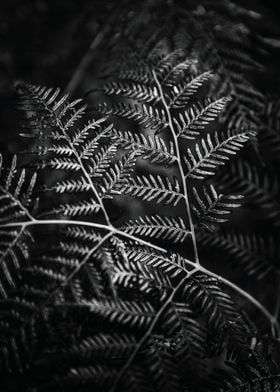 A small fern spotted on the ground, reflecting the bril ... 