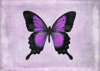 Radiant Orchid Butterfly - The background of this purpl ... 