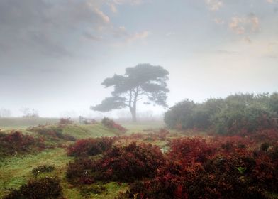 New Forest, Bratley, Hampshire, England, United Kingdom ... 
