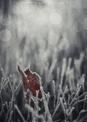 hoarfrost on a maple leaf and twigs