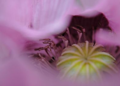 emotional detail phot of a violet poppy