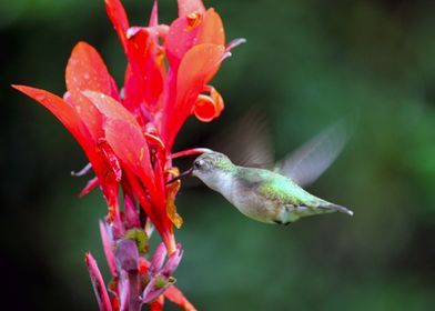 Hummingbird In Action