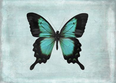 A turquoise and black butterfly on a pale aqua blue gre ... 