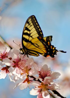 Yellow Monarch Butterfly with blossoms