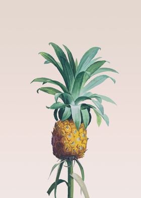 Pineapple too
