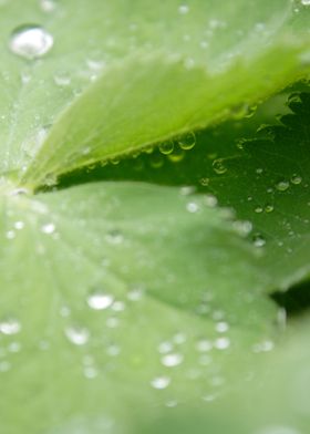 waterdrops on a leaf