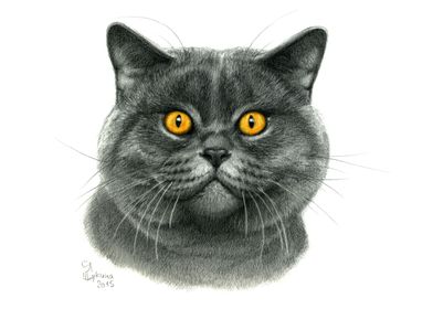 British shorthair cat portrait G120 by Svetlana Ledneva ... 