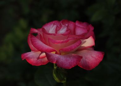 Rose with white and red petals