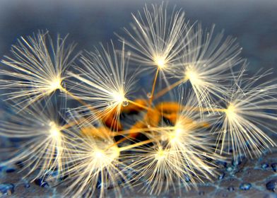 a macro still life of a group of dandelion seedheads on ... 