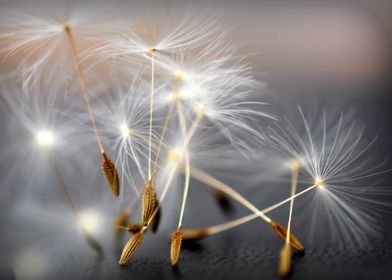 an image of some delicate pretty dandelion seedheads ap ... 