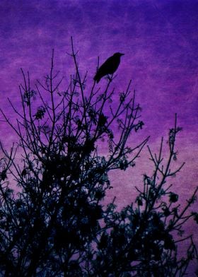 Raven silhouette 