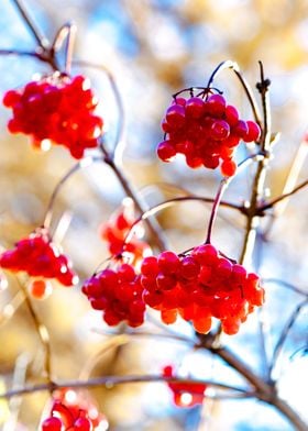 Red Arrowwood Berries