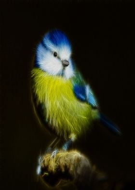 Blue tit