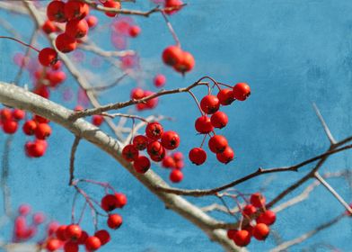 Crabapples on Blue