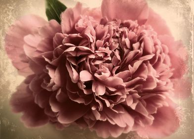 a peony flower I photographed, and enhanced using diffe ... 