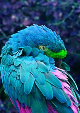 bird dreams in color bis 