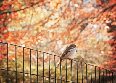 Central Park Sparrow