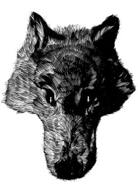 Head coyote