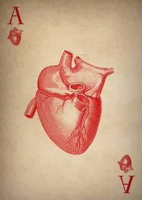 Ace of hearts playing card with vintage medial heart di ... 
