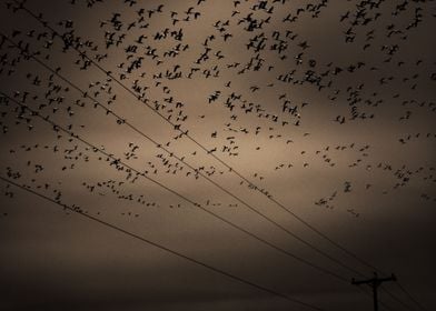 Migration