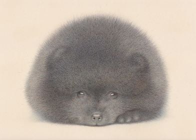 Black Pomeranian puppy watercolor by Irshi. more at ht ... 