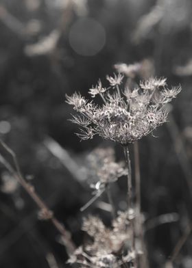 Delicate stalks of wildflowers illuminated by the sun a ... 