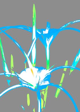 Hymenocallis Spider lily 