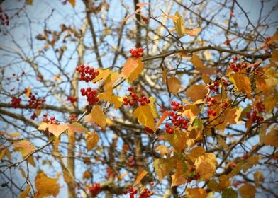 Berries in Fall