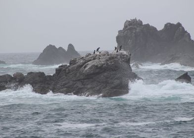Cornish Chough's relaxing on the rocks away from the st ... 