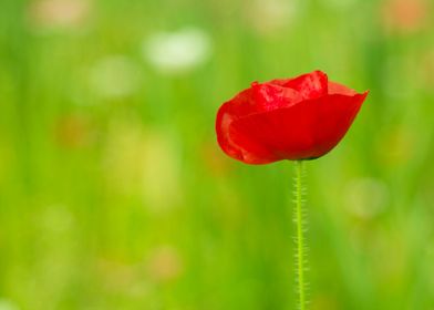 Beautiful Single Red Poppy Flower - A beautiful, lone r ... 