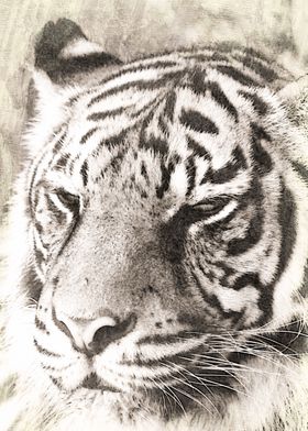 Mixed media art and photography of a Sumatran Tiger by  ... 