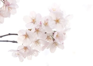 Beautiful White Sakura Cherry Blossoms in Spring - A bu ... 