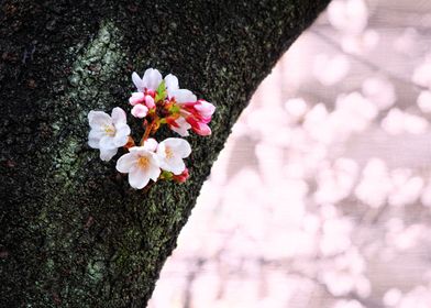 Beautiful Cherry Blossoms Blooming From Tree Trunk - Be ... 