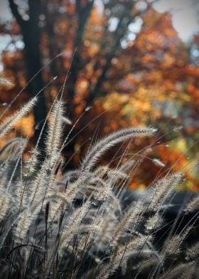 Grasses and Autumn Leaves