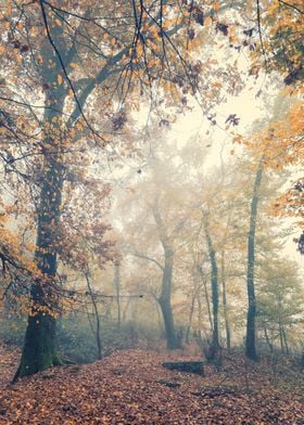 Foggy wood in Northern Italian autumn
